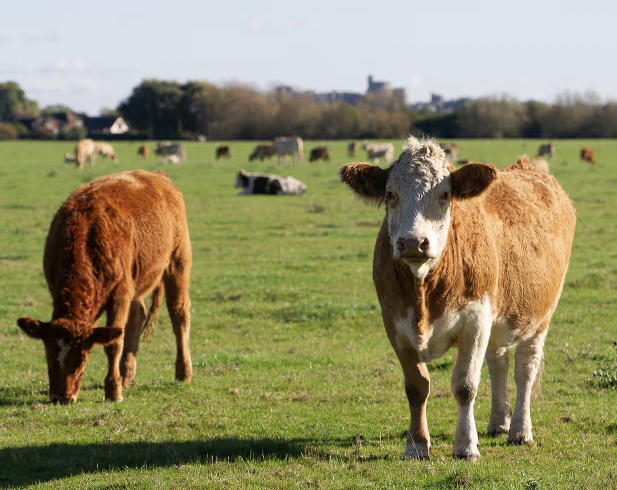 cows in a green field